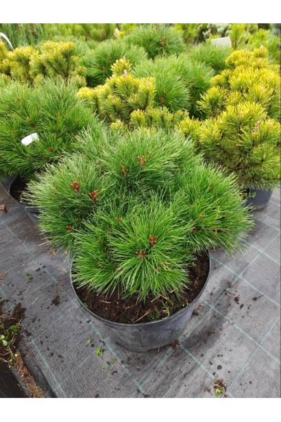 Густе вічнозелене дерево сосна Марія Брегон для ландшафту.